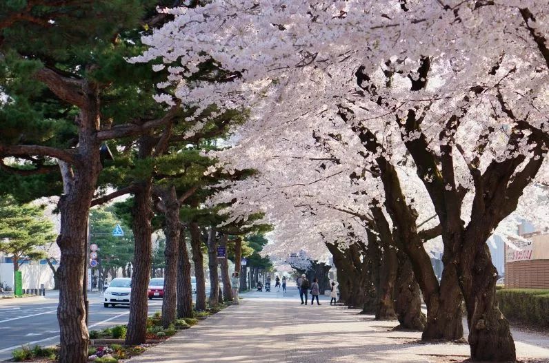 最美樱花季在哪里,南京赏樱大全带你去看最美樱花