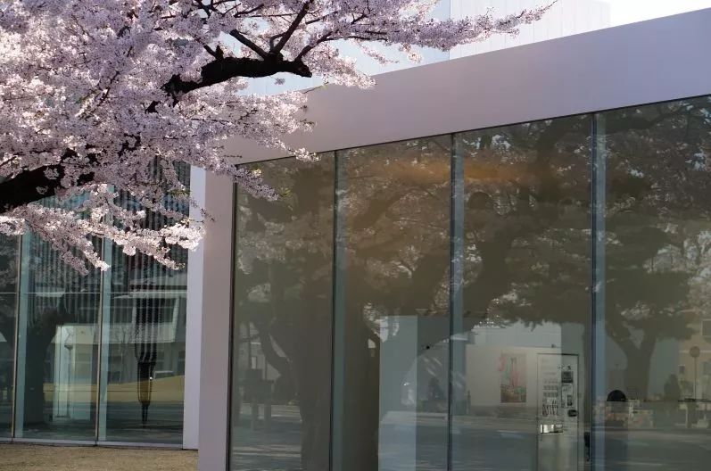 最美樱花季，国内外赏樱攻略在此！好看，好吃，好买！