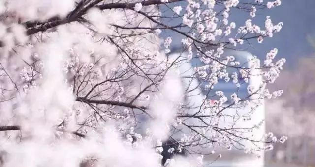 最美樱花季在哪里,南京赏樱大全带你去看最美樱花