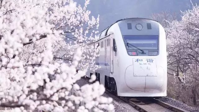 最美樱花季在哪里,南京赏樱大全带你去看最美樱花