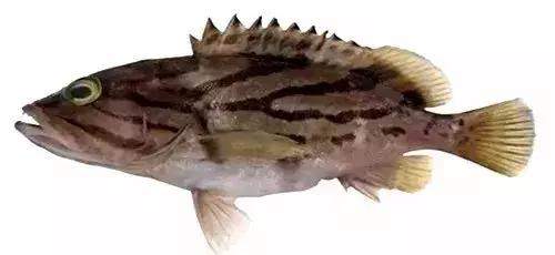 常见的大型海鲜鱼类有哪些,名贵海鲜鱼类大全