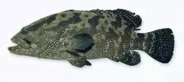 常见的大型海鲜鱼类有哪些,名贵海鲜鱼类大全