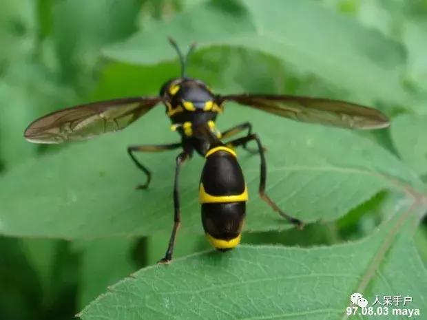 苍蝇的奇葩动作,奇葩宠物苍蝇