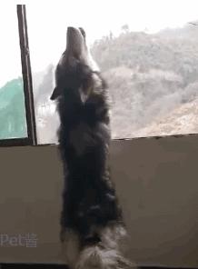 哈士奇听到会狼嚎的声音,哈士奇每天早上准时叫