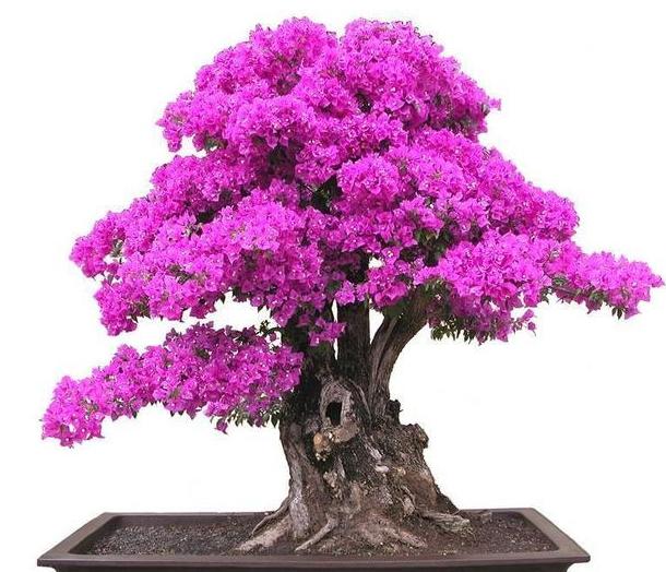 三角梅生蚜虫有什么小妙招,三角梅的蚜虫怎么防治效果好呢