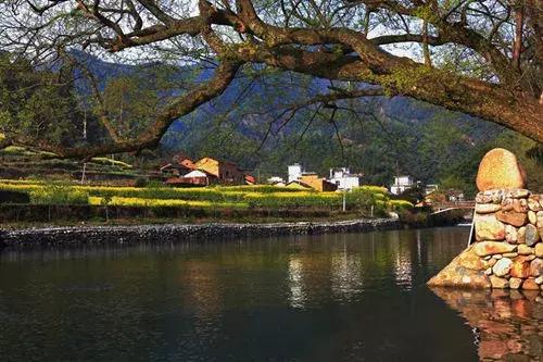 油菜花旅游黄山,黄山油菜花哪里看