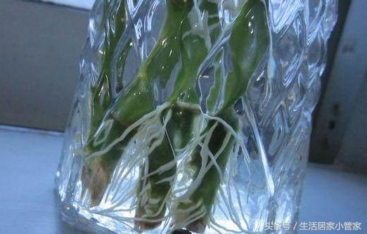 养花人必须学会的这一招扦插方法,扦插养根的三大绝招