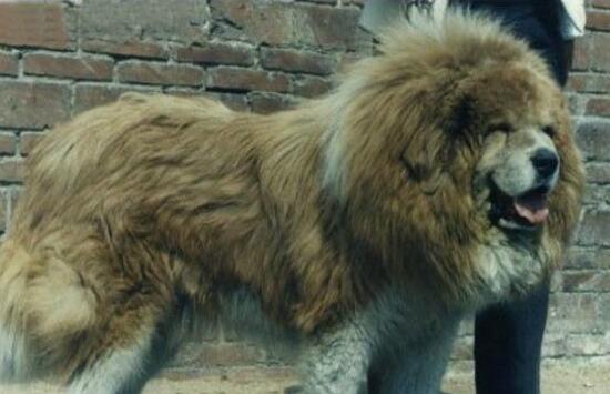 中国藏獒十大獒王,中国藏獒十大獒王排名