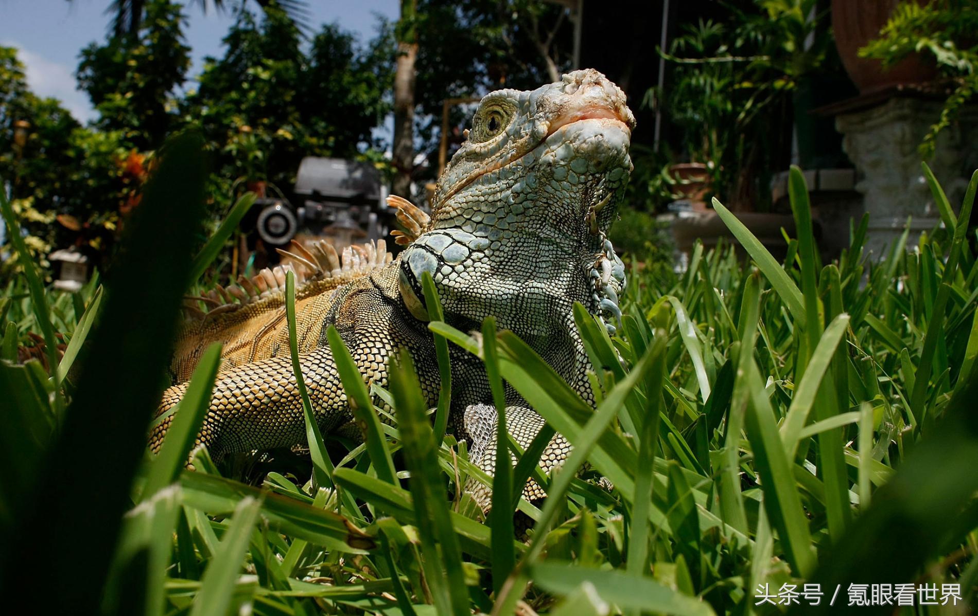霰弹枪打大象真实事件,霰弹枪打动物真实视频