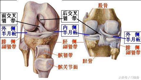 膝盖弯曲有点疼膝关节结构图,从运动角度来看膝关节为什么会痛