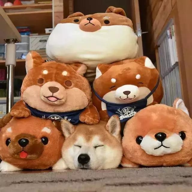 谁给你的勇气卖假药，3.15宠物行业也有血雨腥风