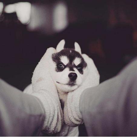 500元一只哈士奇,500块哈士奇