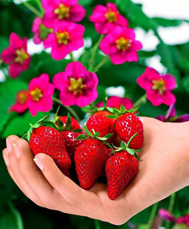 陈冠希吃的苹果,陈冠希吃的白草莓什么品种