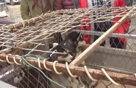 农民工500卖哈士奇,却没人敢买,路人教他喊“不拆不要钱”