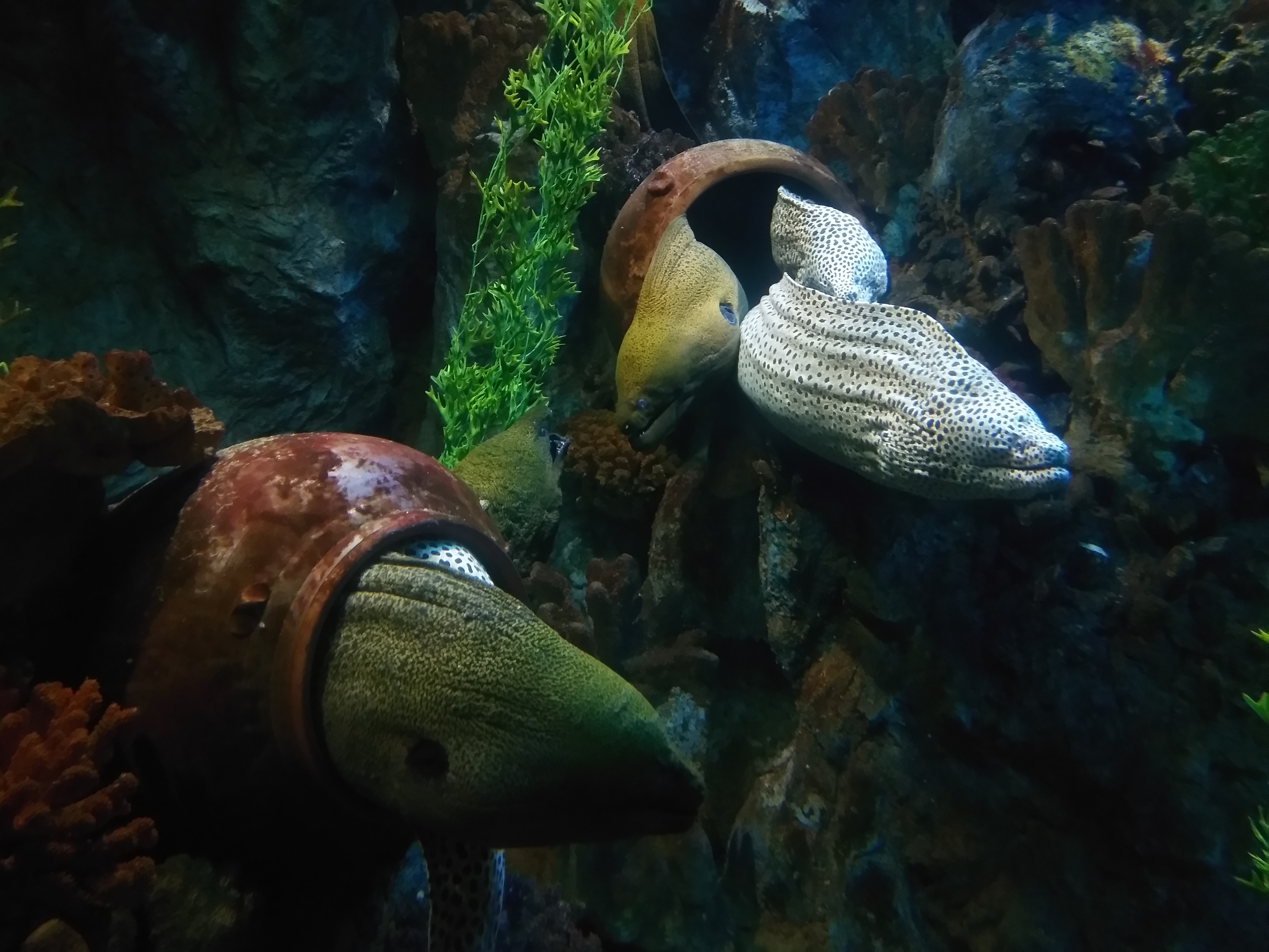 芽庄珍珠岛好玩不,芽庄珍珠岛夜场怎么玩