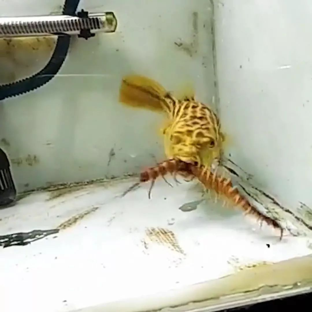 牙好胃口好的鱼，蜈蚣蝎子当零食，啃水蛇像吃面条