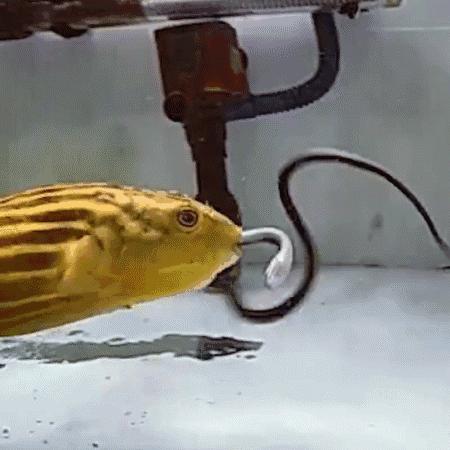 牙好胃口好的鱼，蜈蚣蝎子当零食，啃水蛇像吃面条