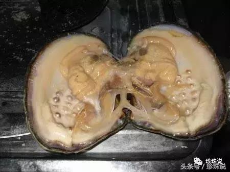 珍珠养殖全过程,养殖珍珠蚌技术
