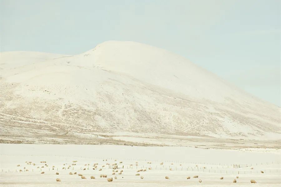 读狼图腾有感的标题,读《狼图腾》有感