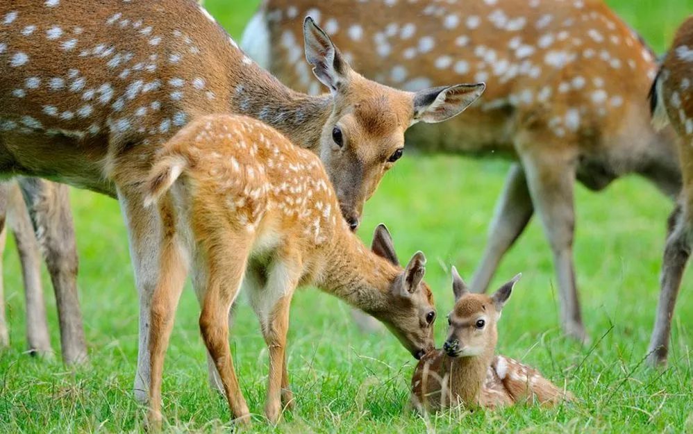 美爆了！下周起，全苏州人都将涌入这片花海...（内附白马涧中奖名单）