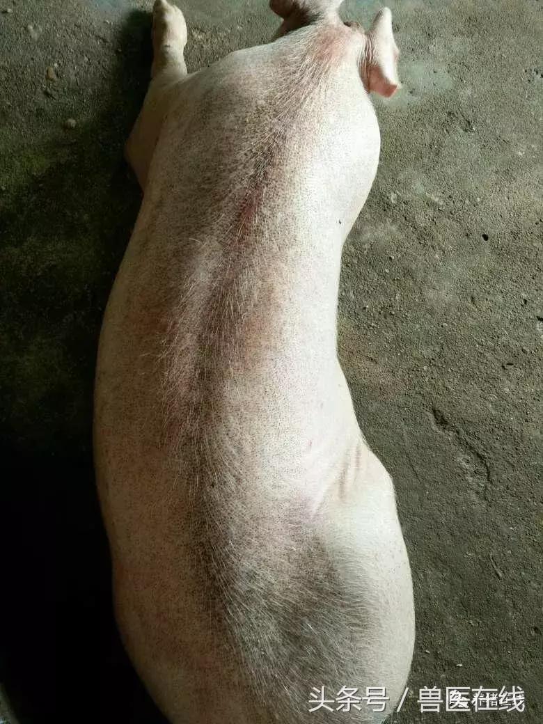 正确看待蓝耳病很重要！