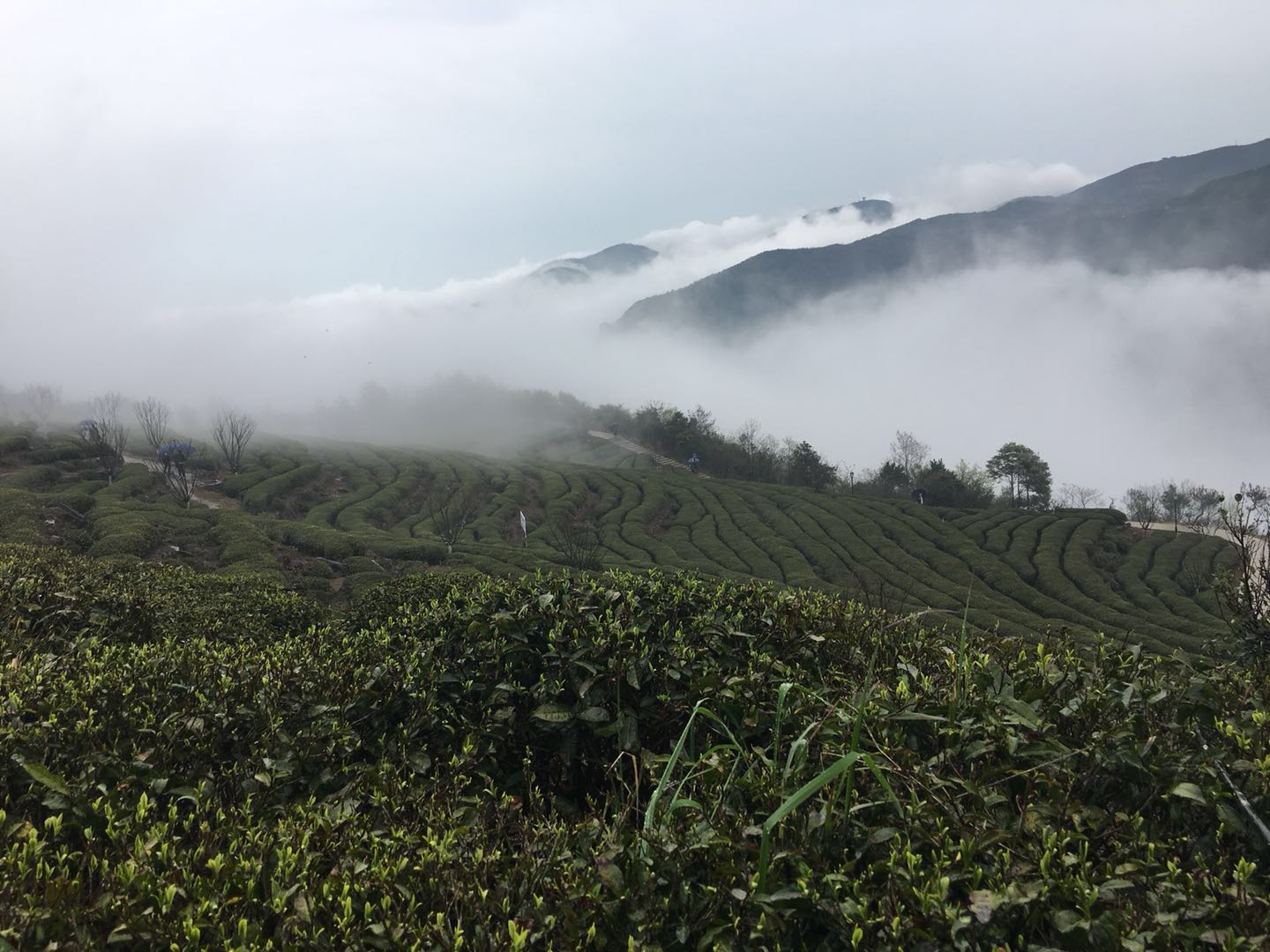 福建福鼎最美茶园,福鼎有什么美景