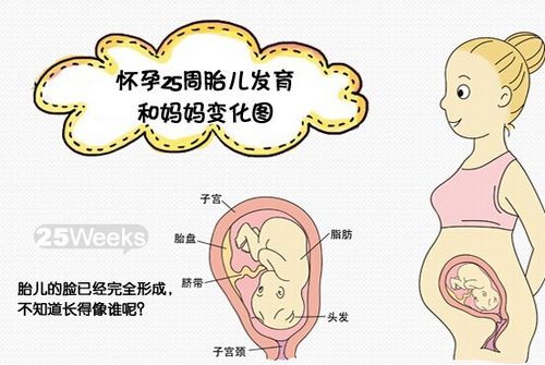 怀孕25周到27周孩子的变化,孕25周胎儿肝脏增大能要吗