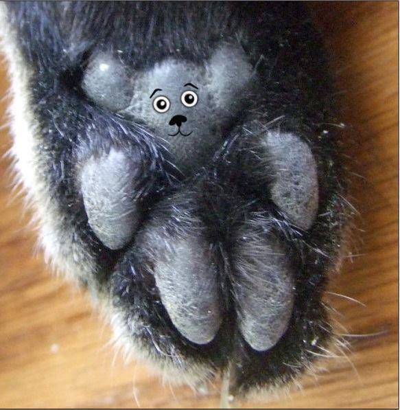 喵喵粉嫩的肉垫上被封印了一只小熊哟！好可爱的纹爪！