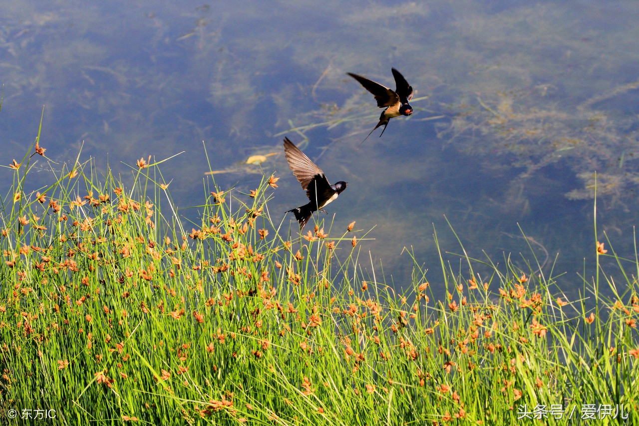 写春燕最美的诗词名句,描写春天燕子的诗句古诗词