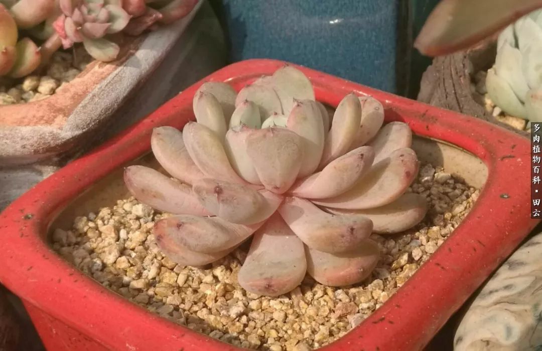 养多肉的精致生活,养多肉的乐趣在于没事瞎折腾