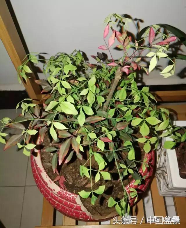 南天竹盆景鉴赏,南天竹盆景能放室内吗