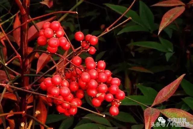 南天竹盆景鉴赏,南天竹盆景能放室内吗