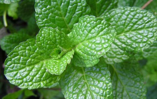 薄荷的养殖方法和注意事项图片,薄荷养殖方法和注意事项