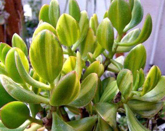 玻璃翠花叶子总是蔫怎么回事,玻璃翠花叶子发白怎么治