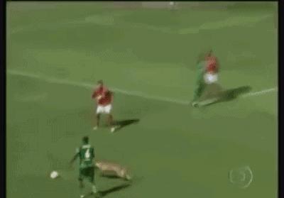 荣膺全场最佳?胖橘带你盘点那些闯入球场的猫猫狗狗