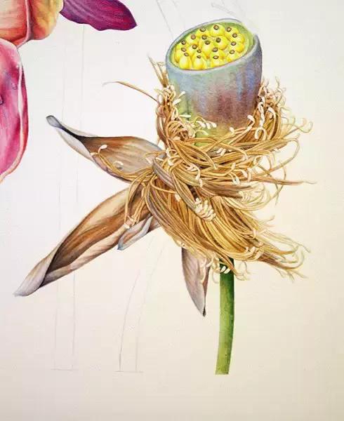 学画荷花和荷叶,荷花怎么画儿童简笔画