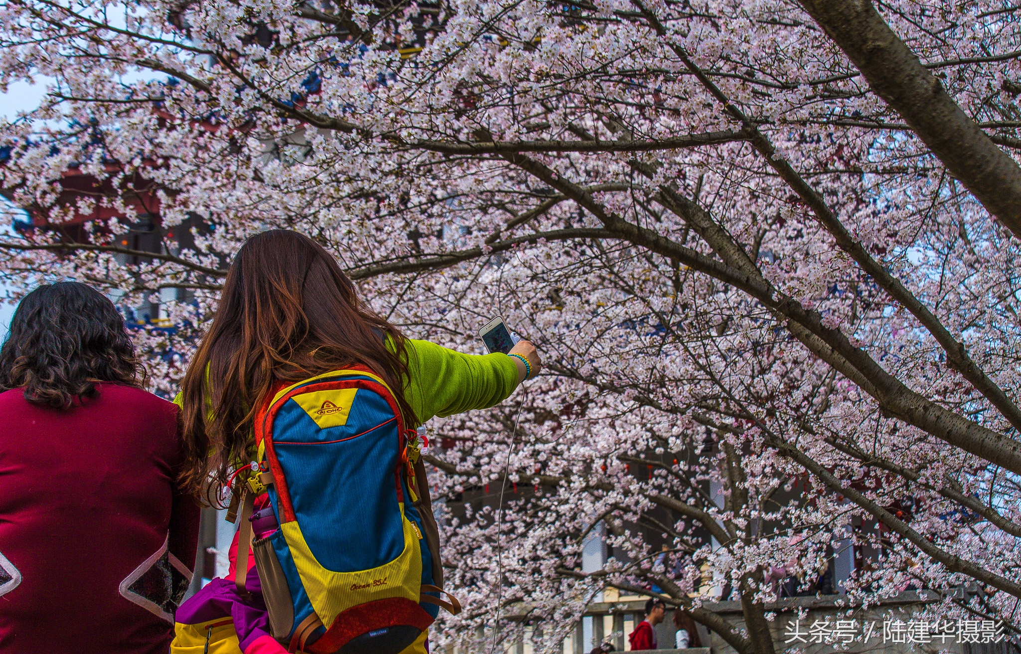 太湖赏樱花鼋头渚旅行攻略,太湖鼋头渚风景区看樱花旅游攻略