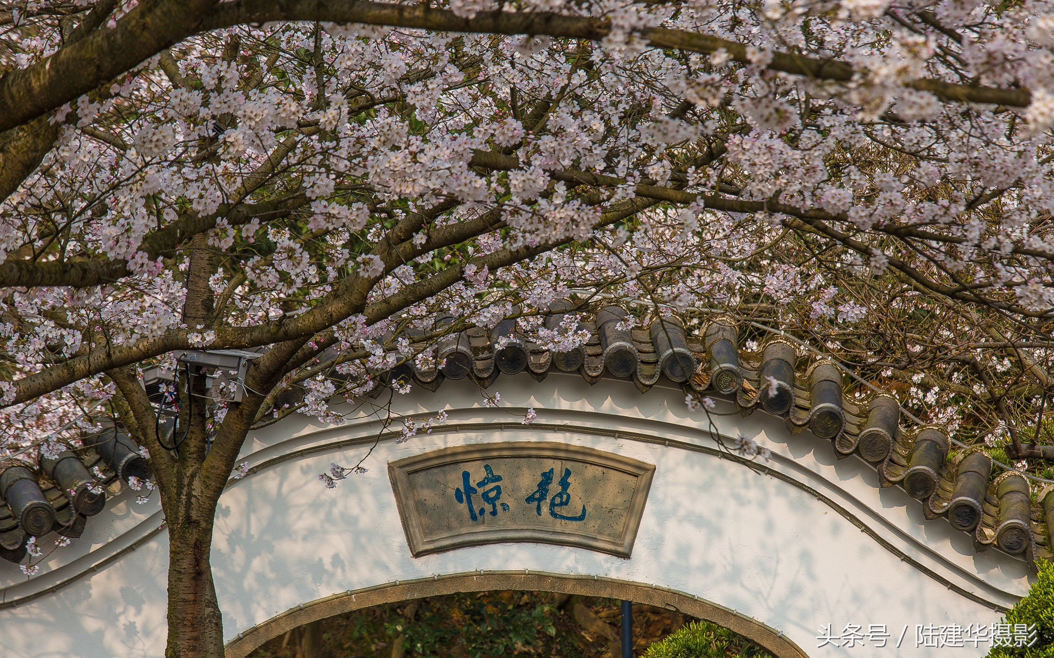 太湖赏樱花鼋头渚旅行攻略,太湖鼋头渚风景区看樱花旅游攻略