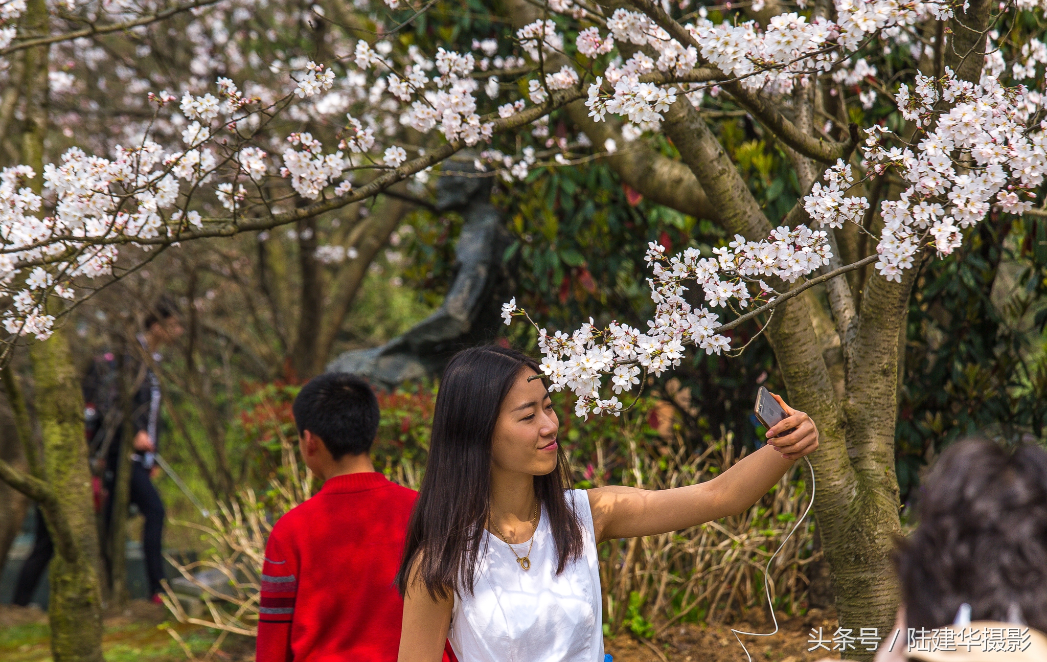 太湖赏樱花鼋头渚旅行攻略,太湖鼋头渚风景区看樱花旅游攻略