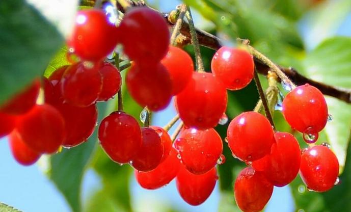 青岛的民俗文化视频,青岛市区方言历史