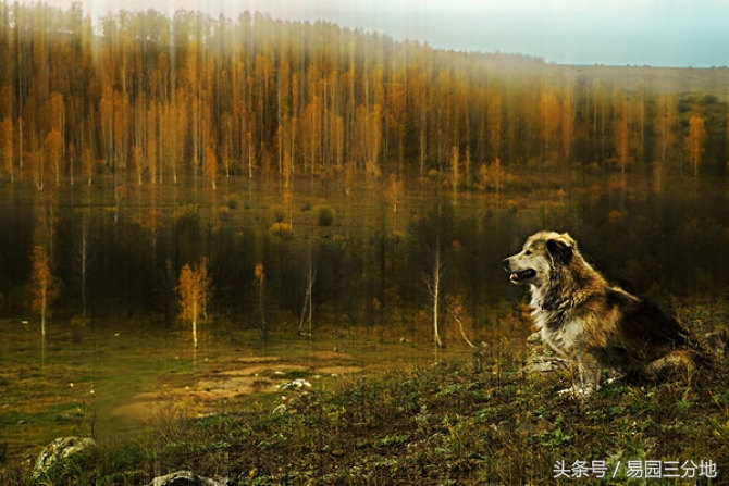 属狗生日图,属狗生日1970