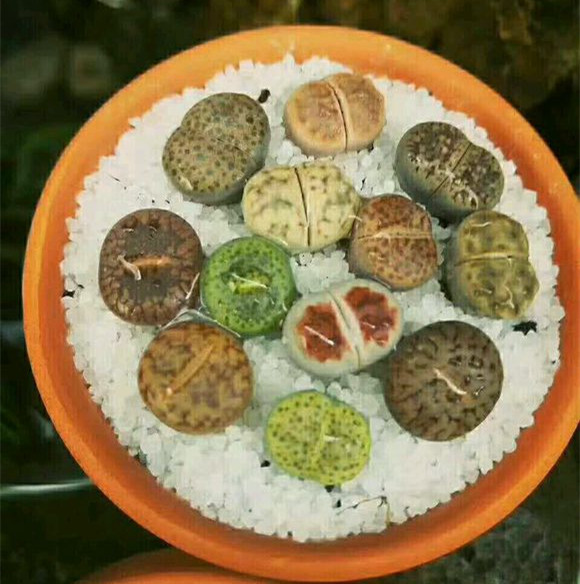 这种石头，放在阳台花盆里，竟然自己开花了！