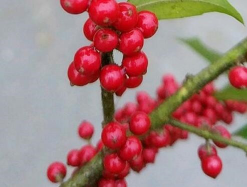 红果冬青10公分要生长多少年,红果冬青小苗价格及图片