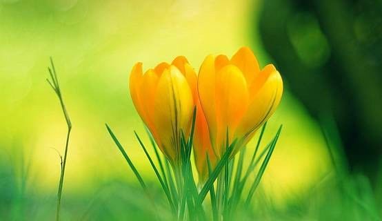 风水三忌十二生肖图解,十二生肖风水开运图表大全