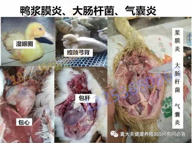 养鸭到底怎么样,一招教你养鸭不生病