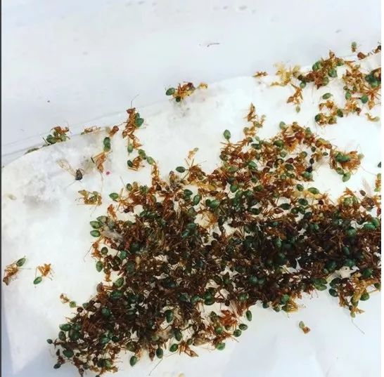 跟着澳洲大厨一起去“打野食”