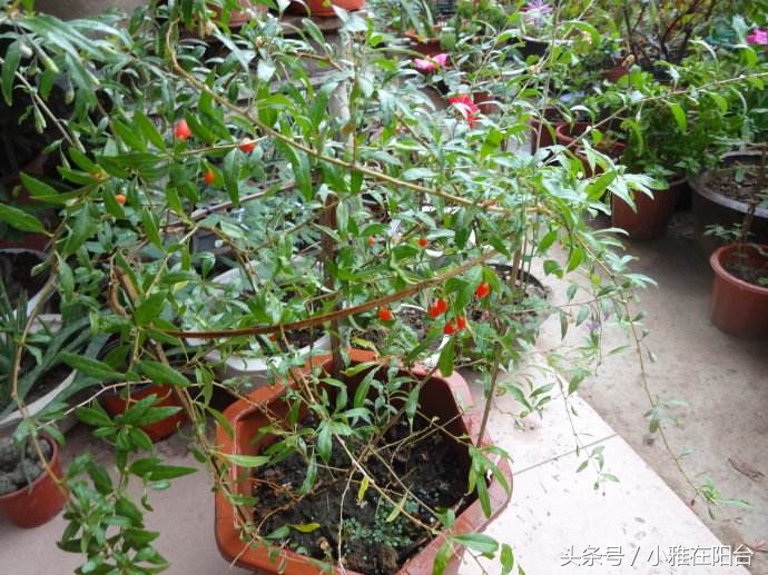 阳台种一棵桑葚,枸杞怎么种小盆栽最佳