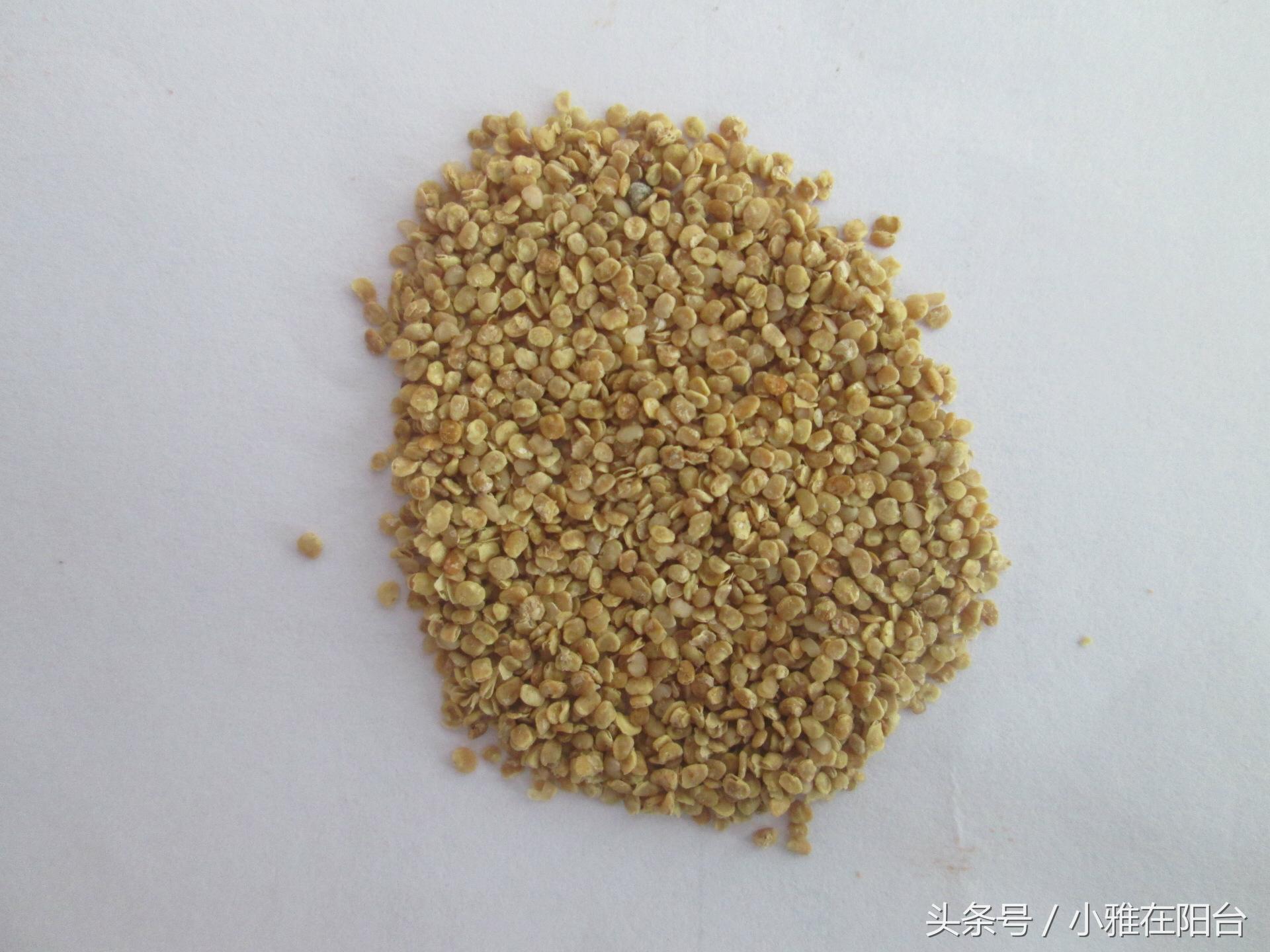 野生枸杞插枝种植方法,春天枸杞盆栽