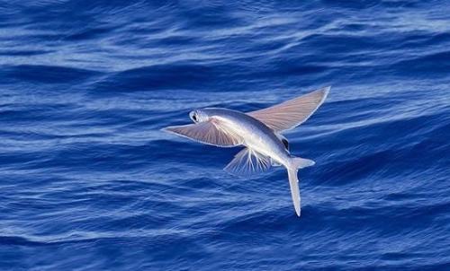 最顶级六种鱼子酱,正宗鱼子酱有哪几种