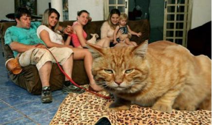 怎么说才能让猫咪听懂你说的话,猫咪对你表示友好时会有什么表现